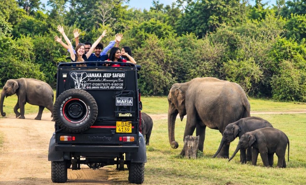 Kaudulla National Park Kaudulla safari wild elephants Sri Lanka