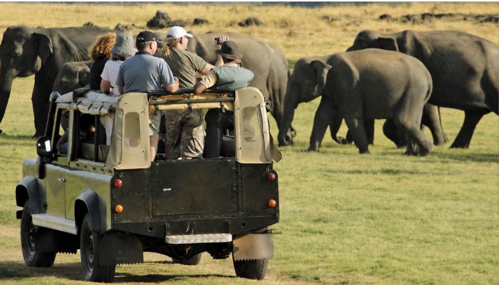 Minneriya National Park elephant gathering Minneriya safari Sri Lanka